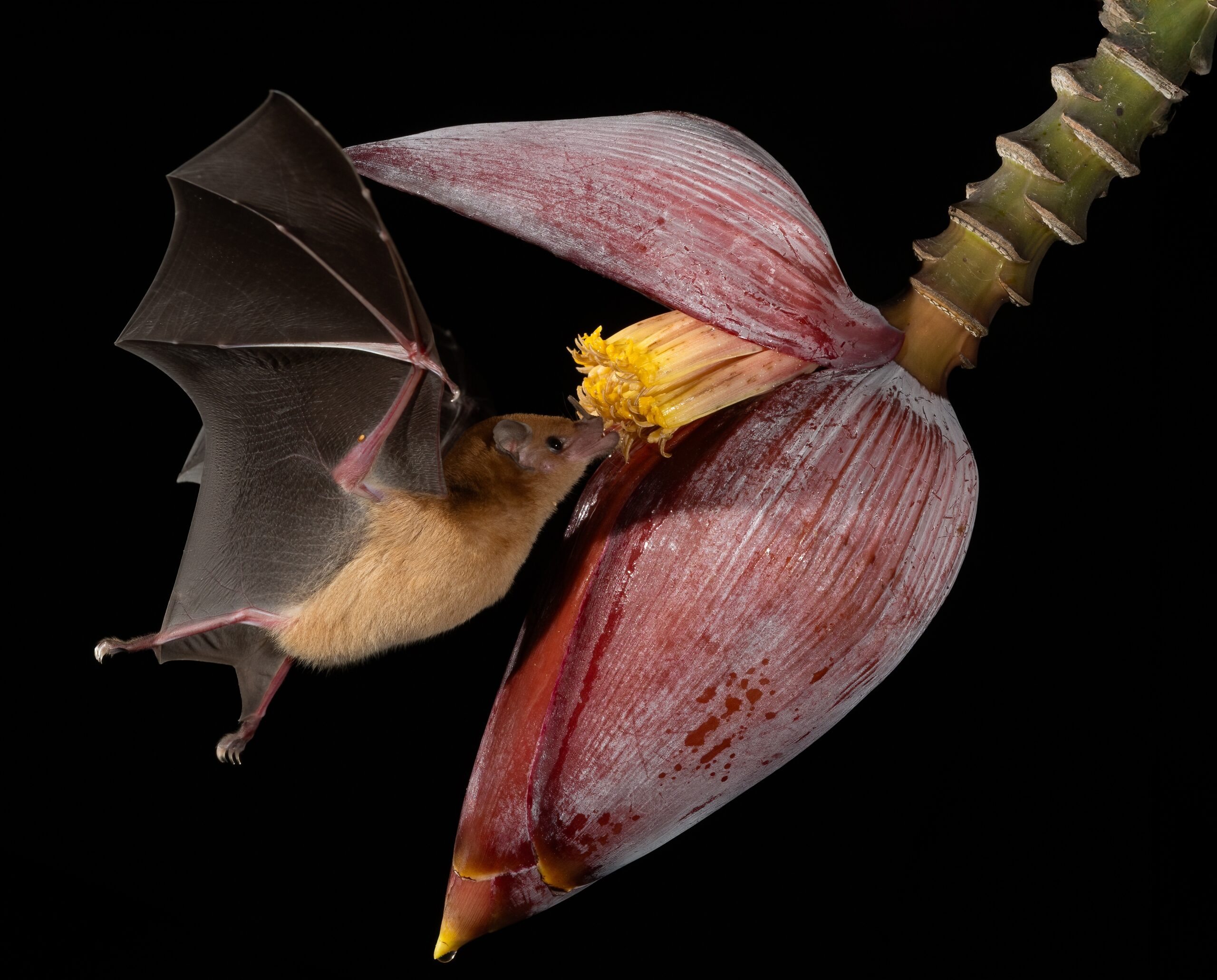 A bat feeding at night.