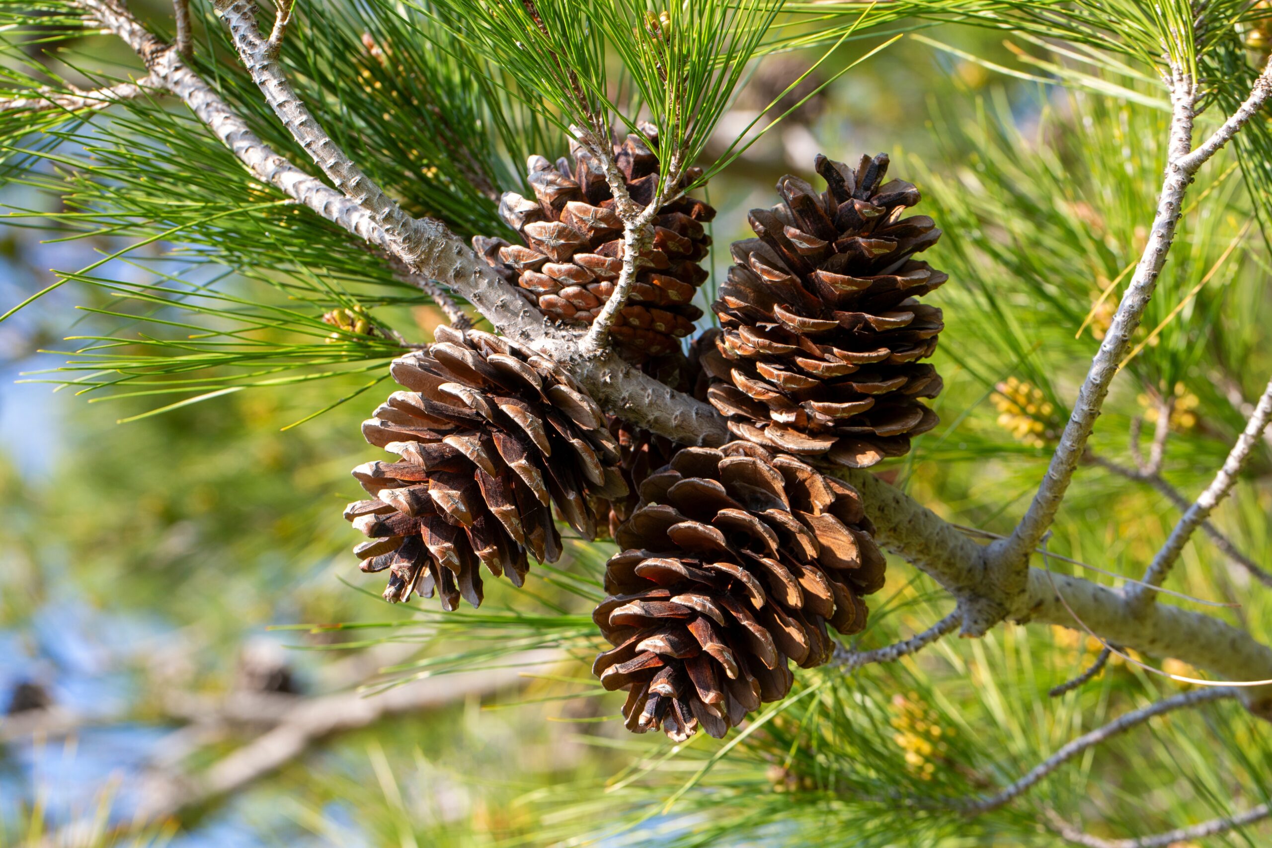 A tree with pine cones hanging.