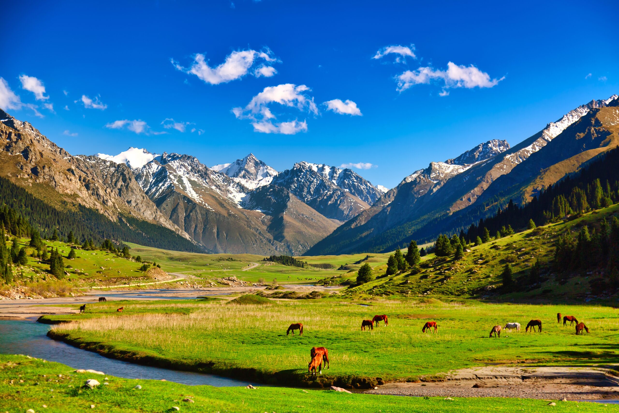 Horses in beautiful landscape in Kyrgyzstan.