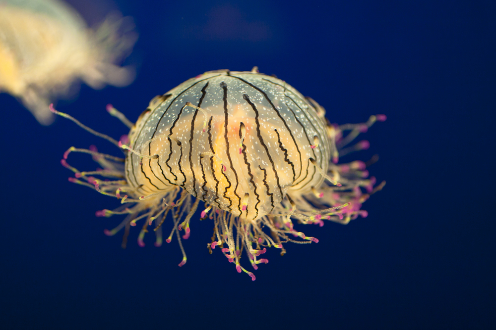 Vibrant jellyfish in the ocean.