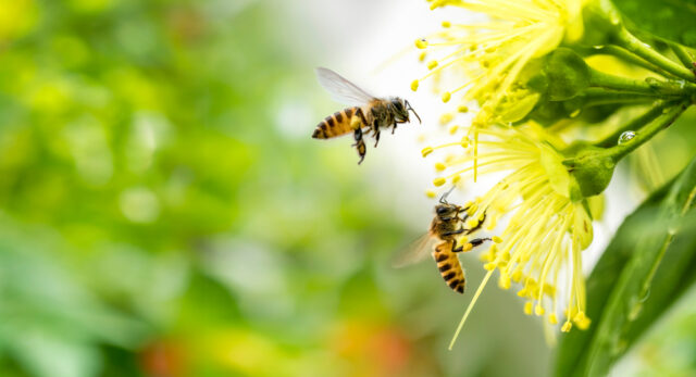 Flying honeybees landing on yellow flower.