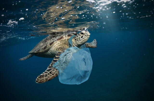 Pollution, turtle swimming with a floating plastic bag around its neck.