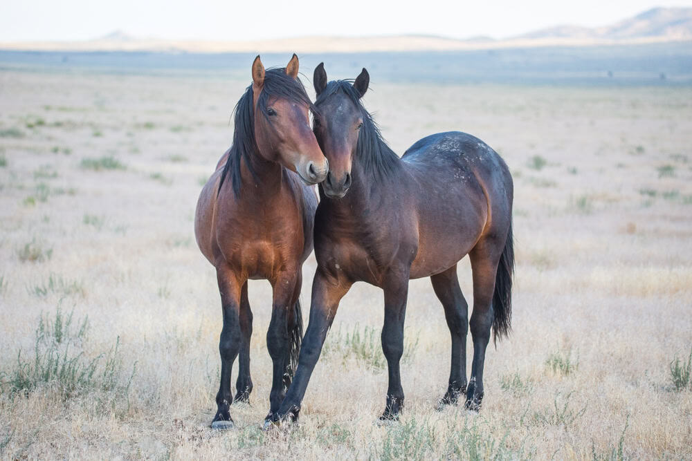 Horses in the wild west era.