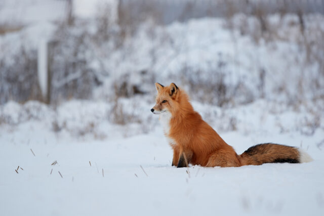 Red fox standing in snow.