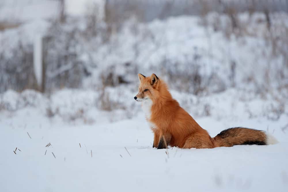 Red fox standing in snow.