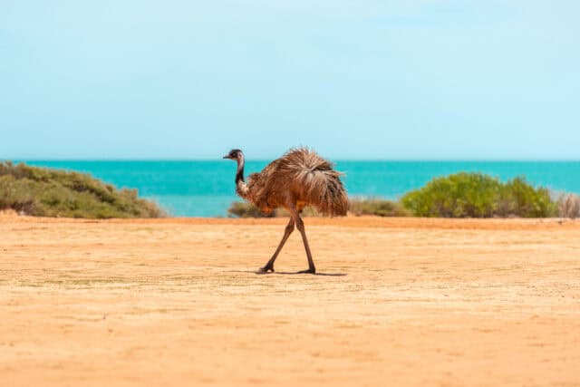 Wild emu walking on the sand near the coastline.
