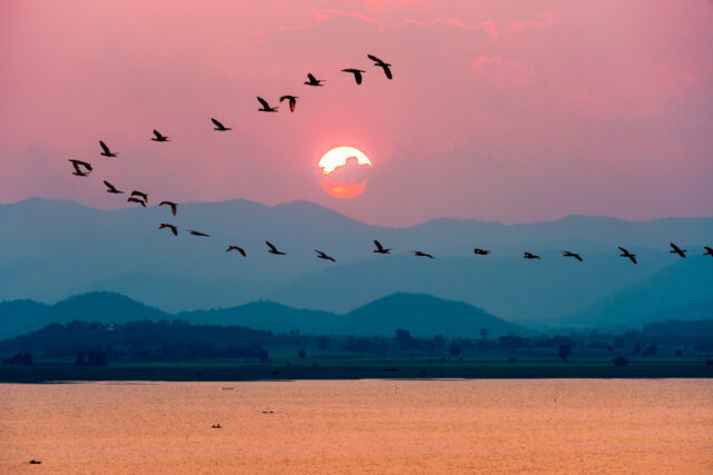 Flock of birds flying over a beautiful colored landscape.