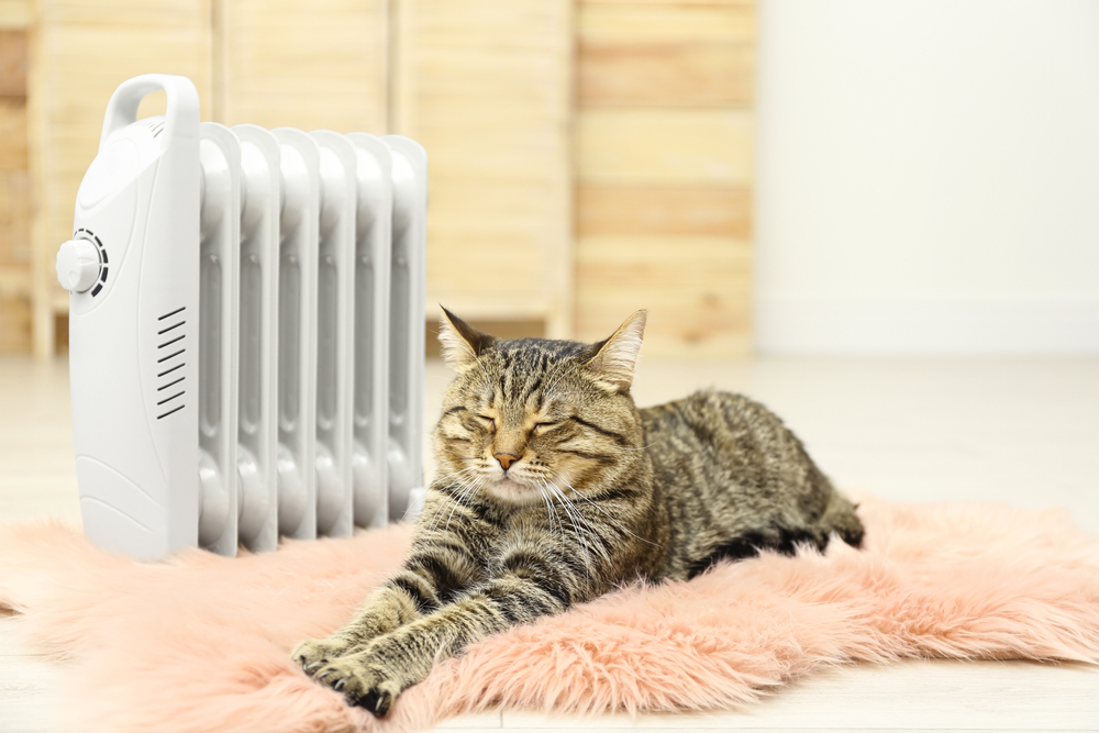 Cat lying next to heater to keep warm.