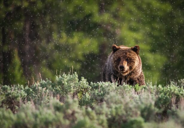 Bear in forest foraging for food.