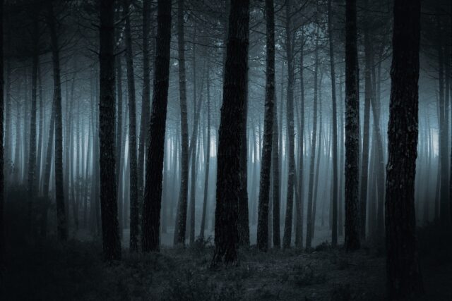 Spooky dark forest.
