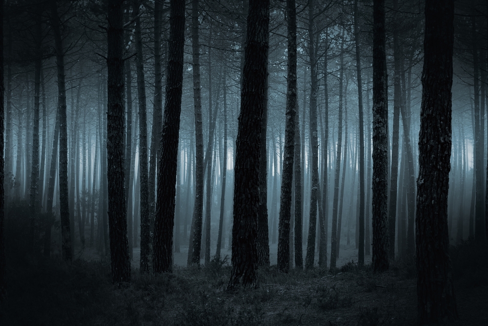 Spooky dark forest.
