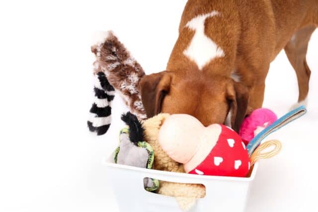 Brown dog with snout in a basket of dog toys.