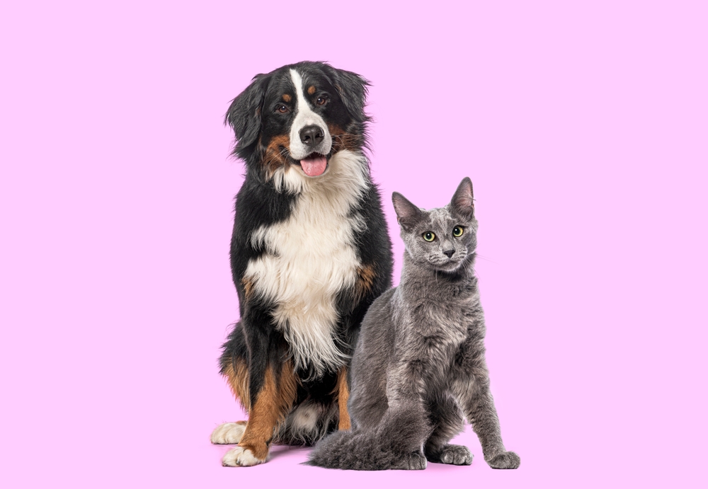 Cute pic of pets, a cat and dog together.
