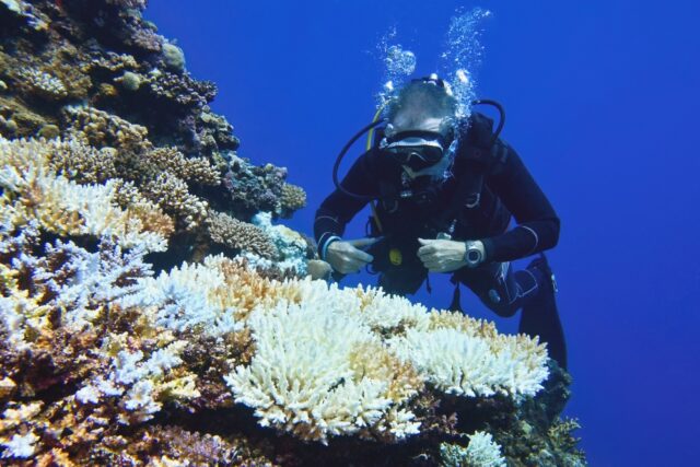 Scuba diver swimming near bleached coral.
