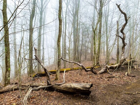 Wooded area in misty Forest.