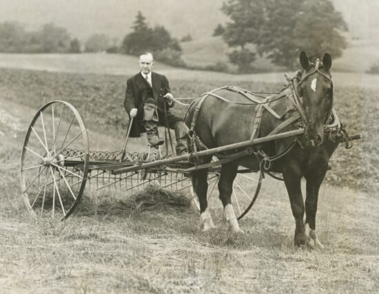 Former President Calvin Coolidge raking hay, using a horse drawn hay rake.