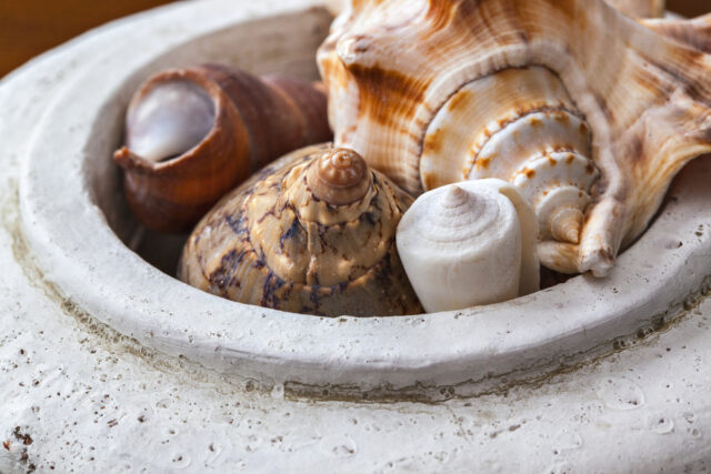 Seashells in vase.