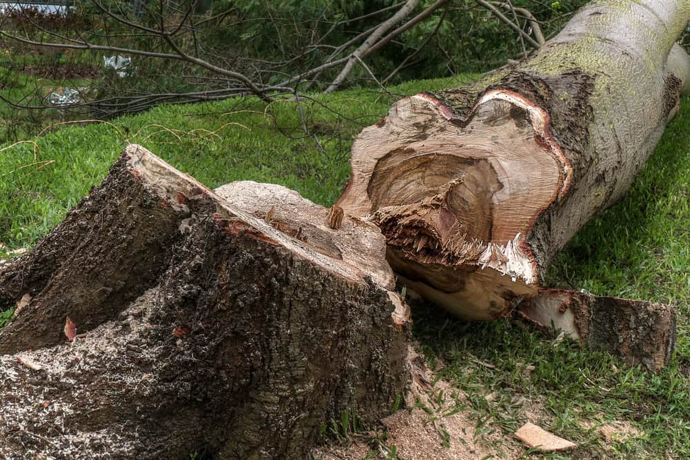 Cut down tree