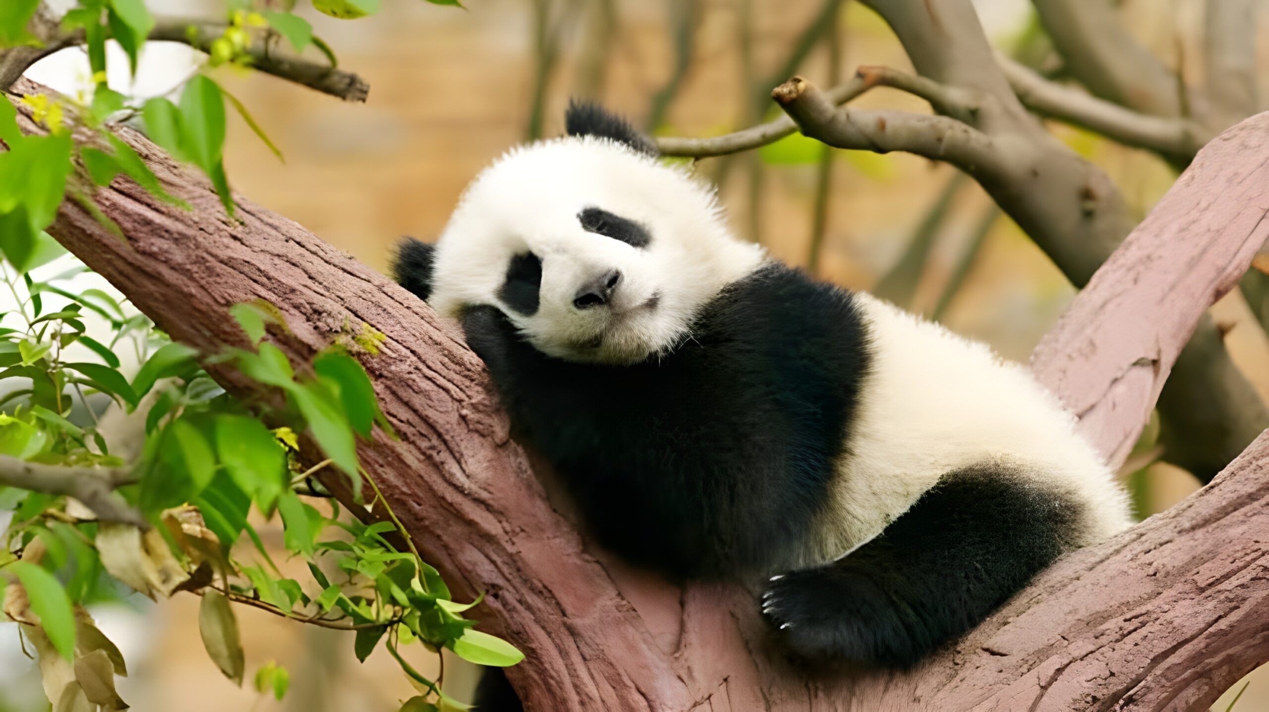 baby panda sleeping animal