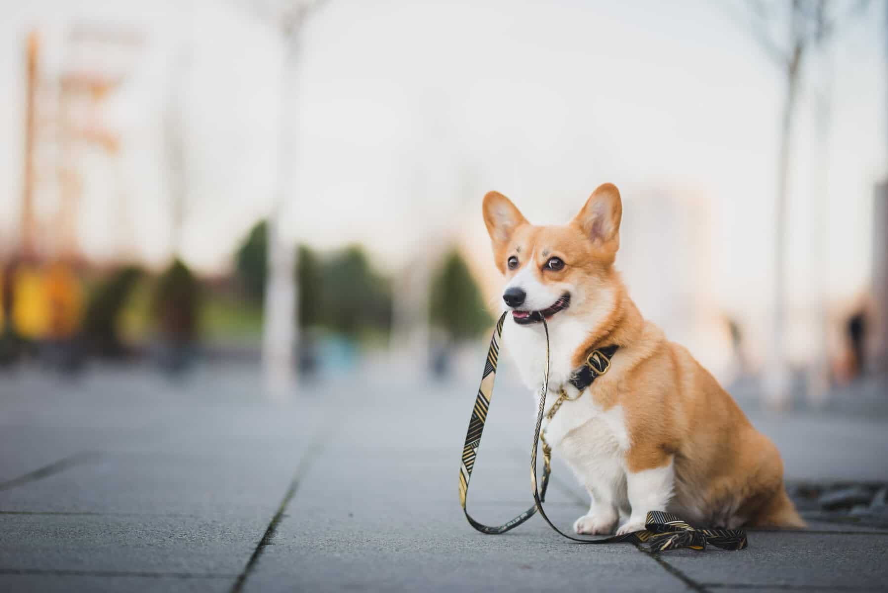 A friendly dog holding a leash during a walk in the park.