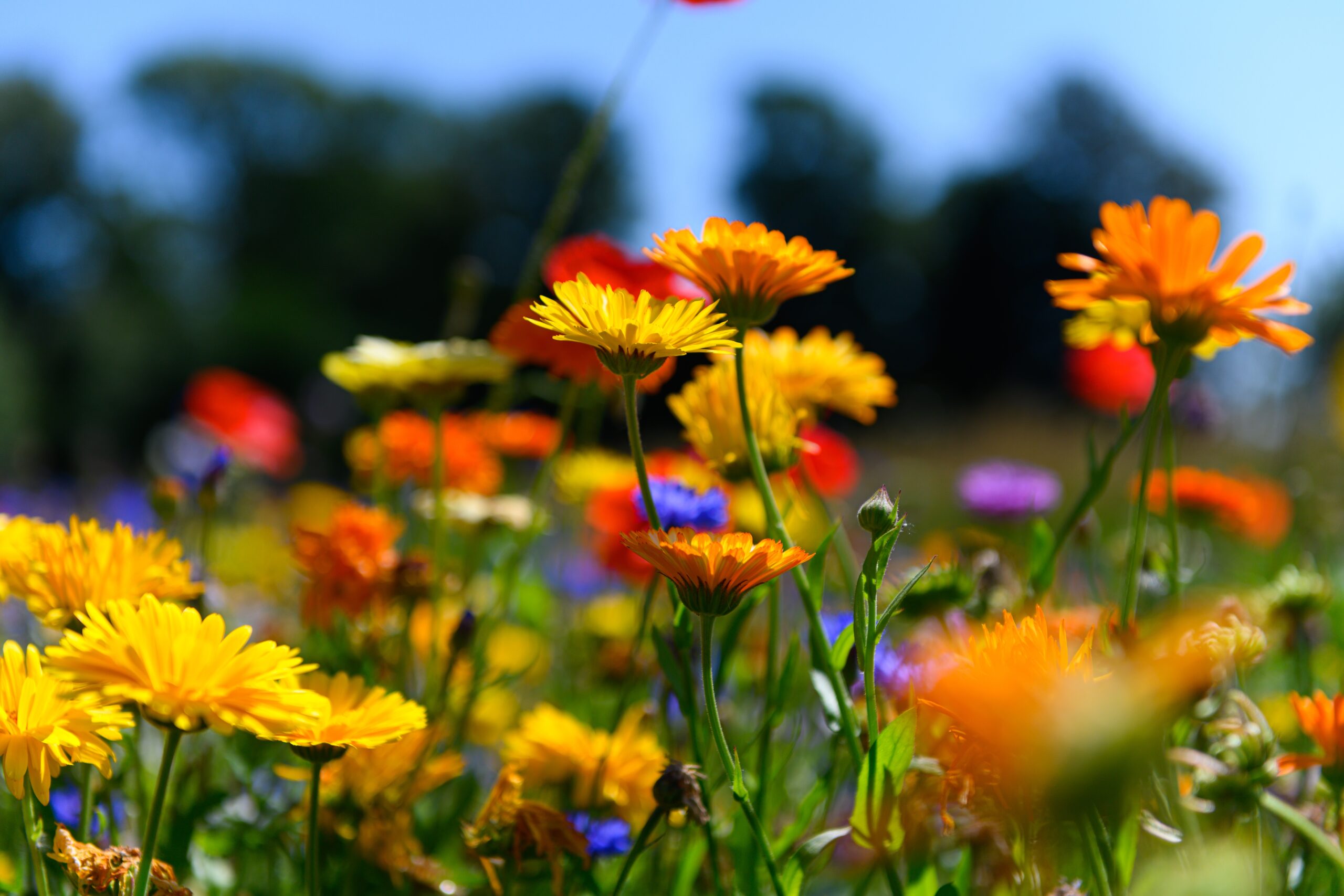 Beautiful and colorful wildflowers in full bloom in the countryside.