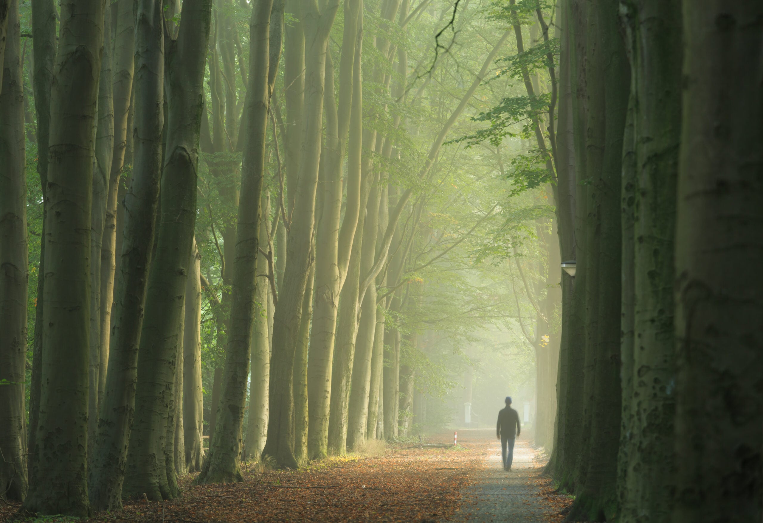 Person walking a forest path alone.