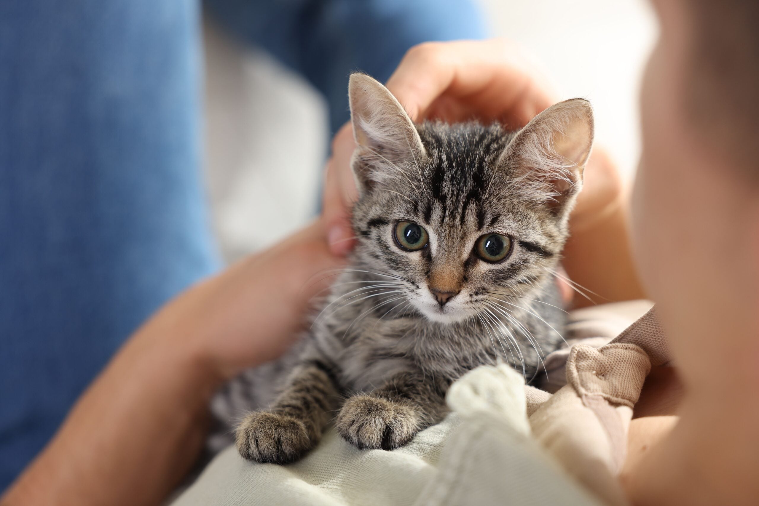 A man holding a cute kitten in his arms.
