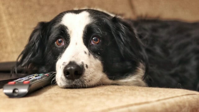 A black and white dog lies on a tan couch, resting its head near a TV remote control, looking up with wide, expressive eyes.