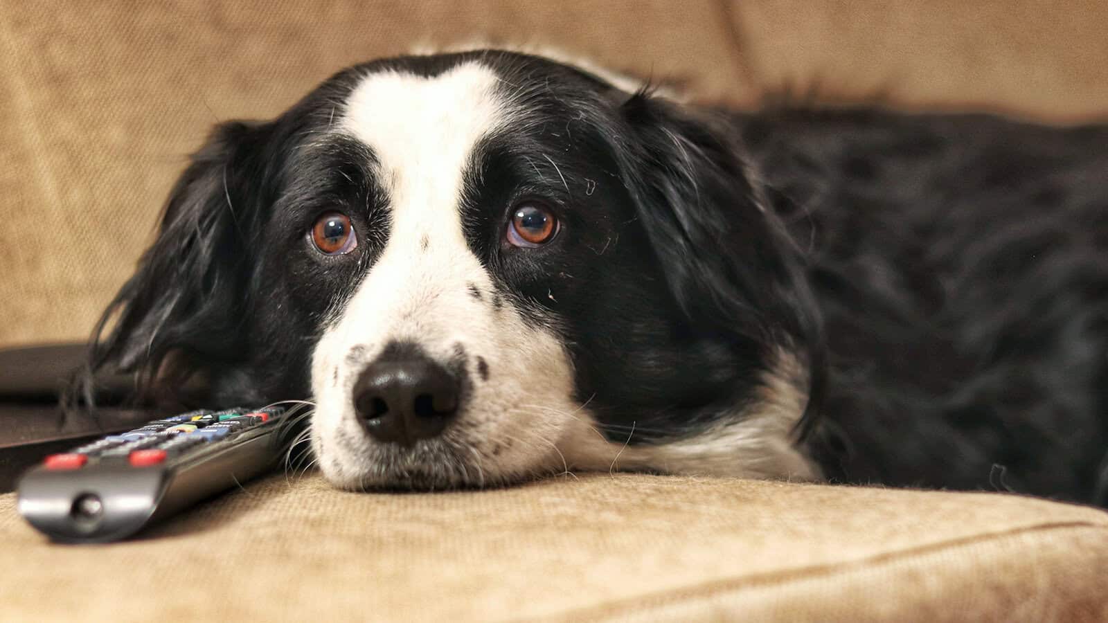 A black and white dog lies on a tan couch, resting its head near a TV remote control, looking up with wide, expressive eyes.