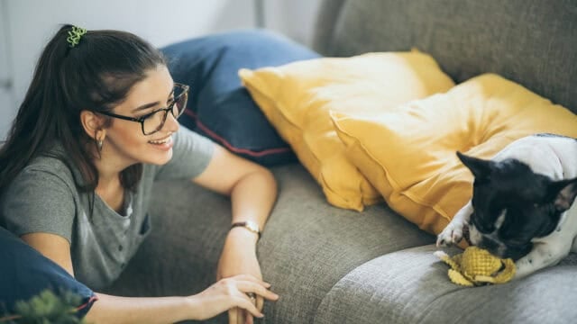 A woman with glasses smiles while watching a black and white dog play with a yellow toy on a gray couch with yellow pillows.