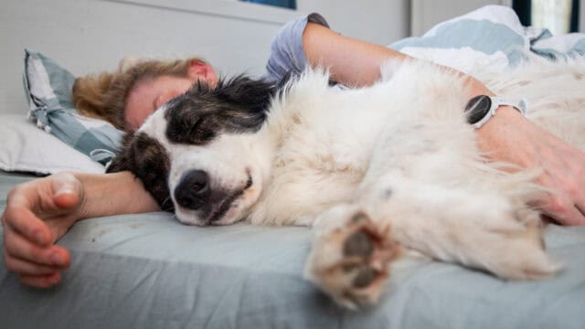 A person lies in bed cuddling a large, fluffy black-and-white dog. Both appear to be peacefully sleeping on light blue and white bedding.