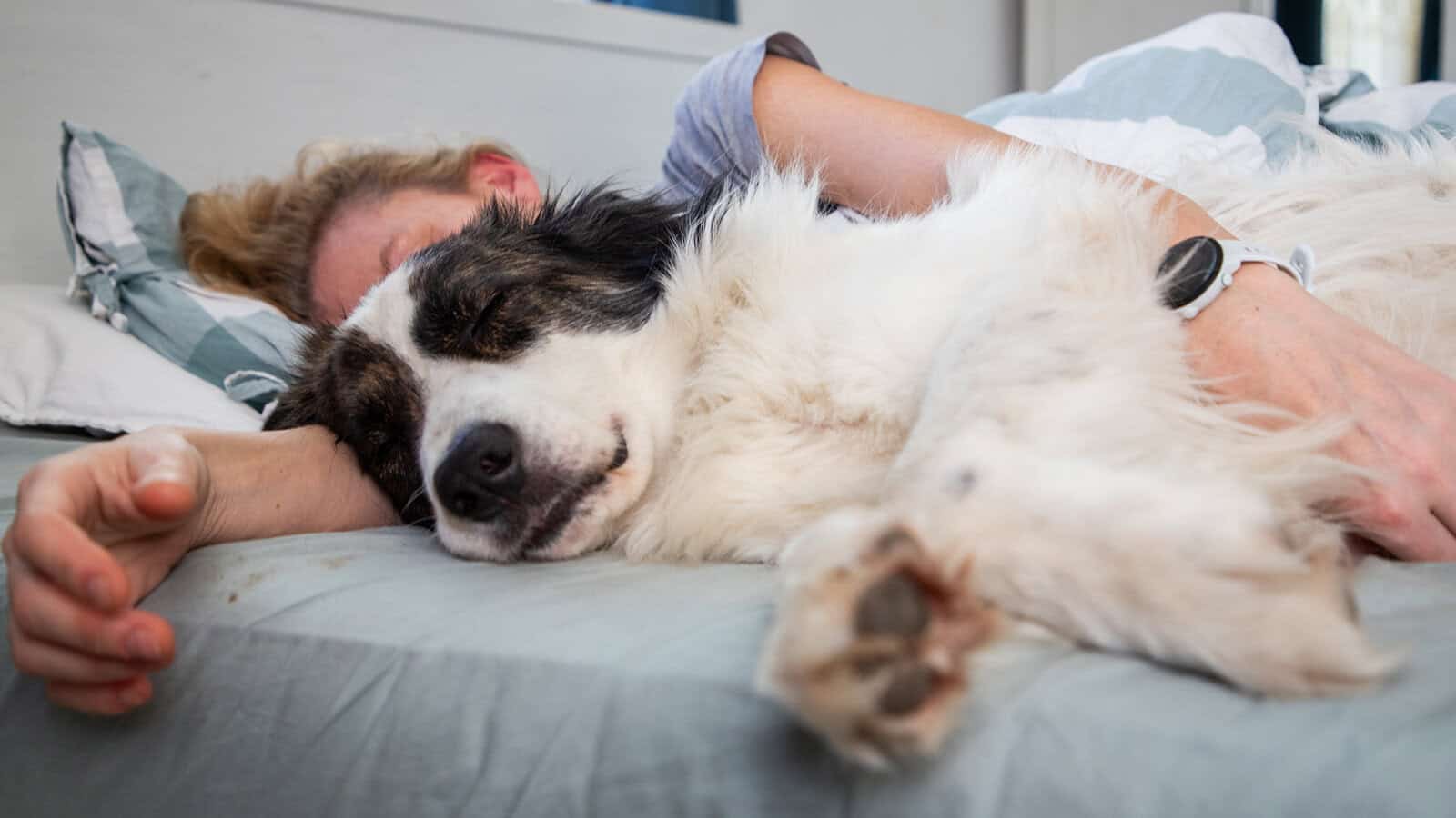 A person lies in bed cuddling a large, fluffy black-and-white dog. Both appear to be peacefully sleeping on light blue and white bedding.