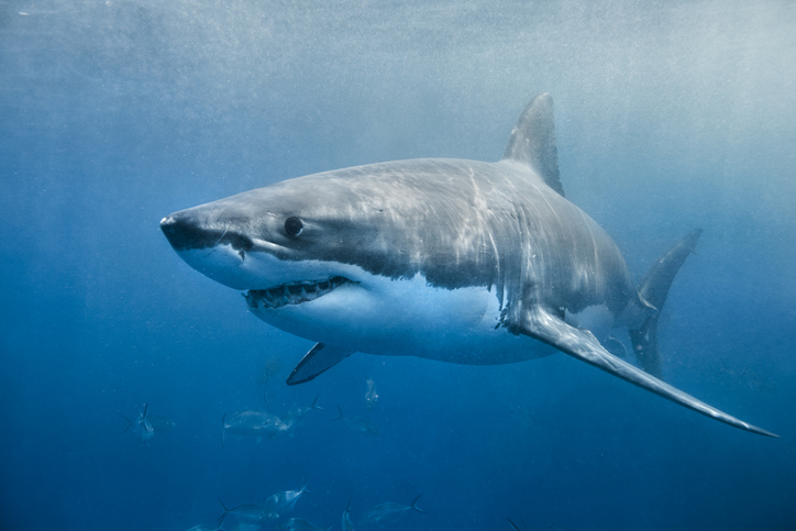 A great white shark swimming with a slight smile.
