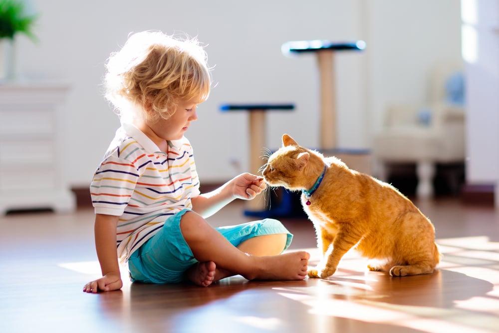 child playing with cat, kitty, at home
