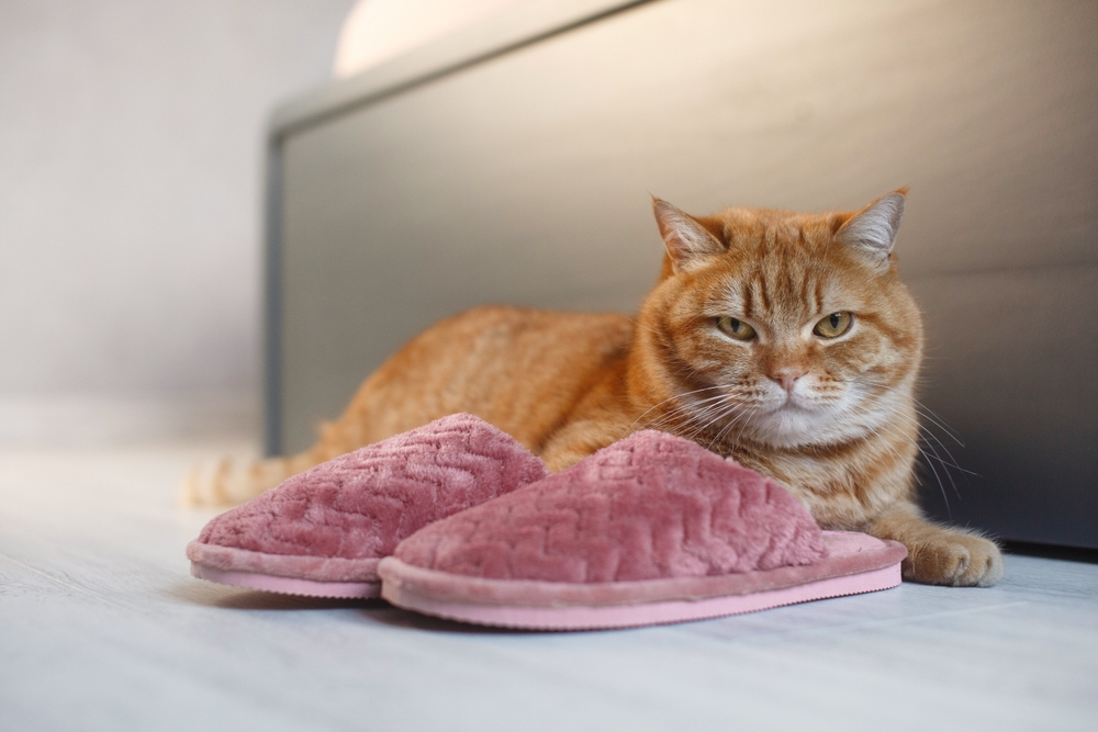 Bid cat lying on top pink fluffy slippers