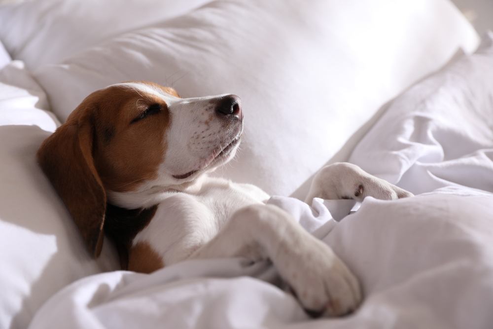 Beagle puppy sleeping in bed.