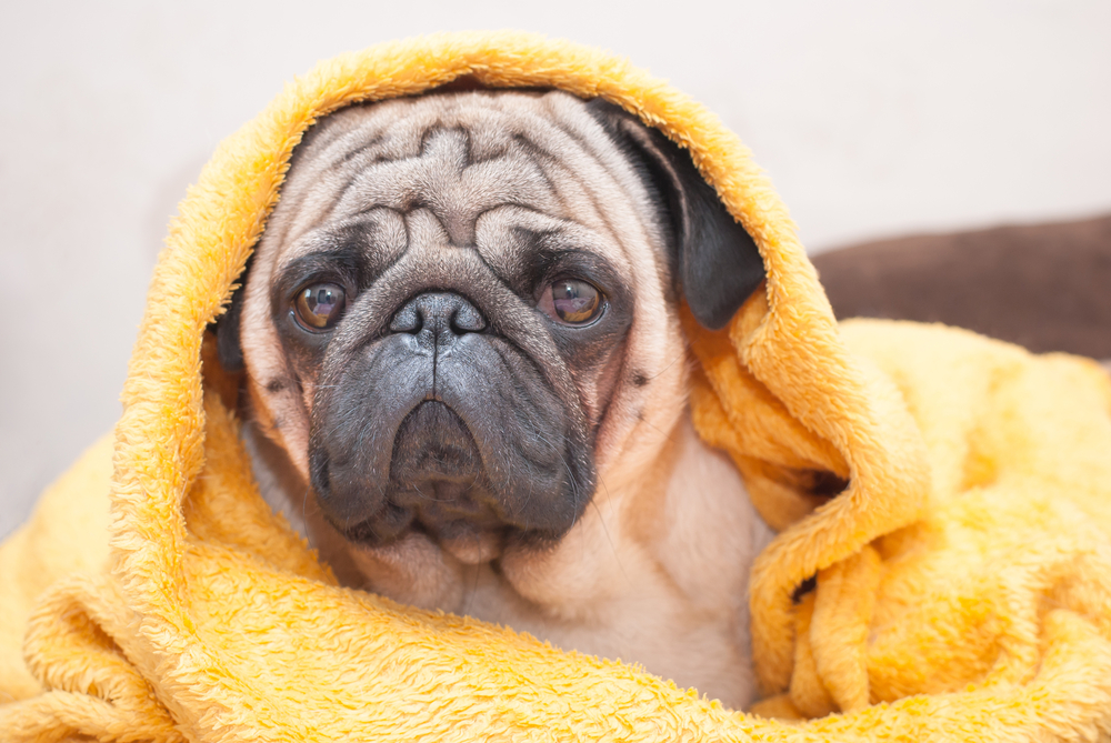 Pug dog with towel around his head.