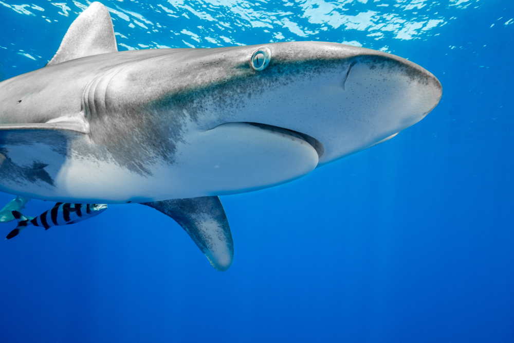 A shark swimming on the sea.