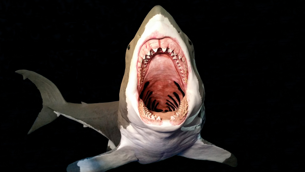 A shark's teeth.