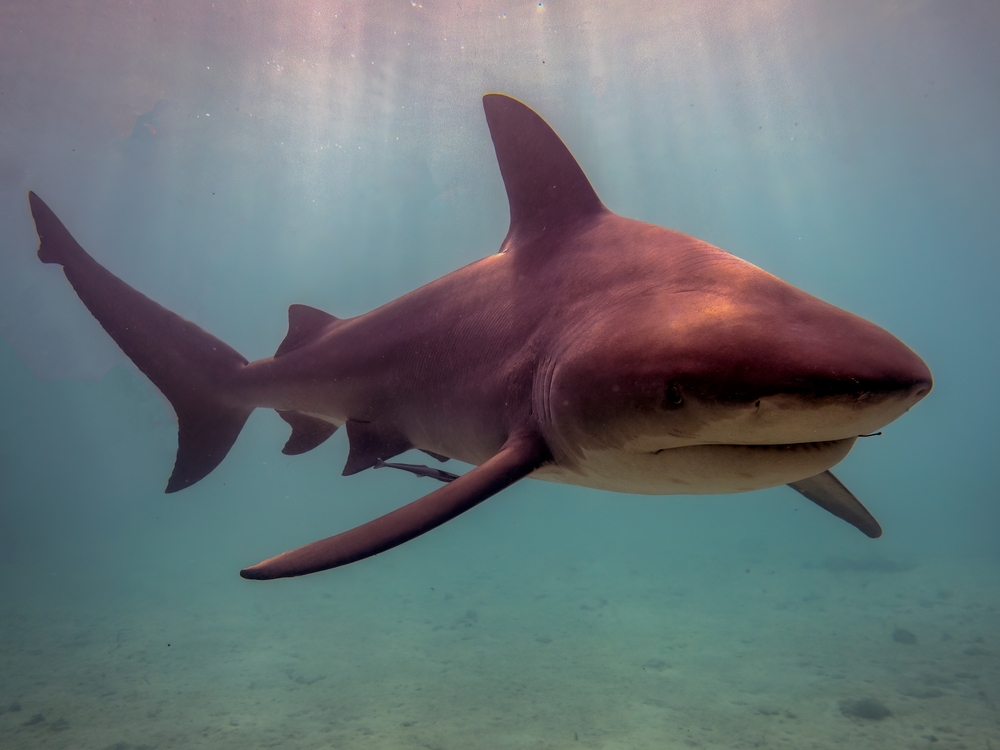 A shark in the ocean.