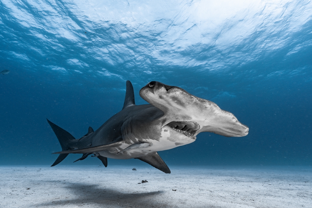 A Hammerhead shark in the ocean.