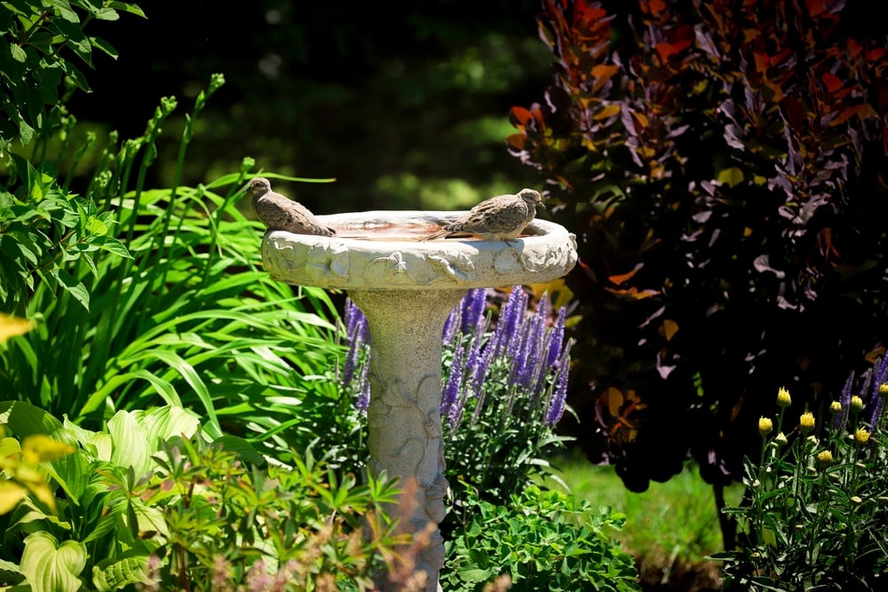 Baby doves in a bath. 