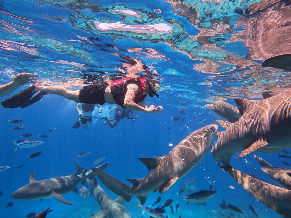 A woman swimming with sharks.