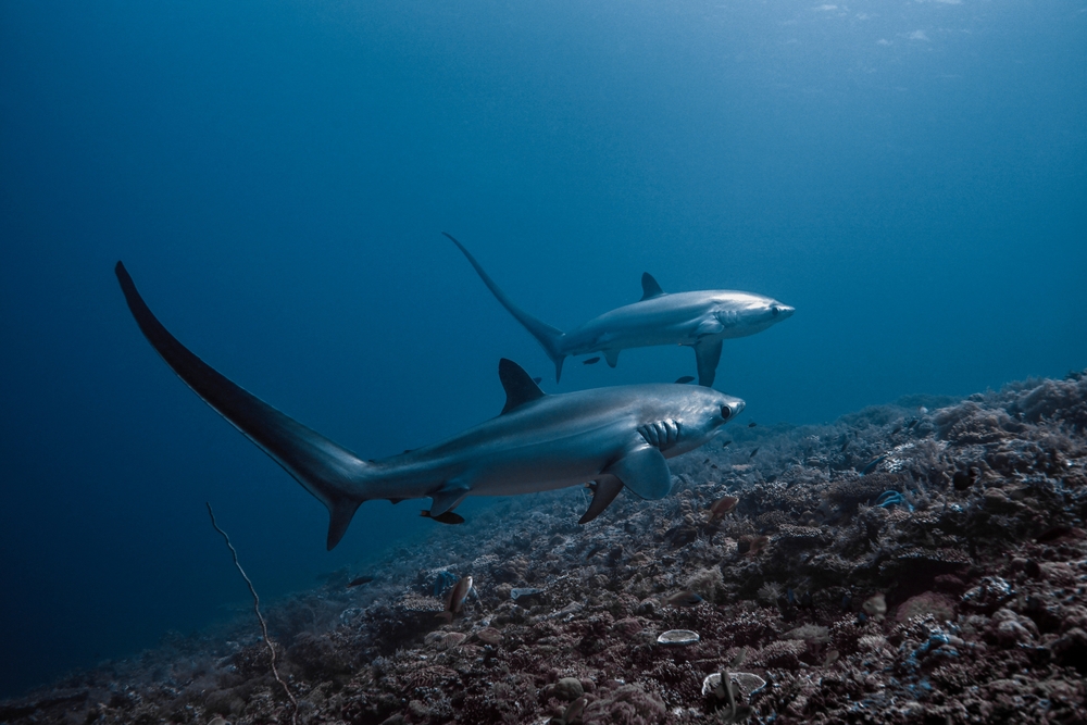 Sharks swimming on the ocean.