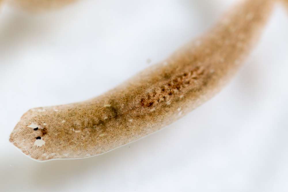 Planarian Parasite Worm.
