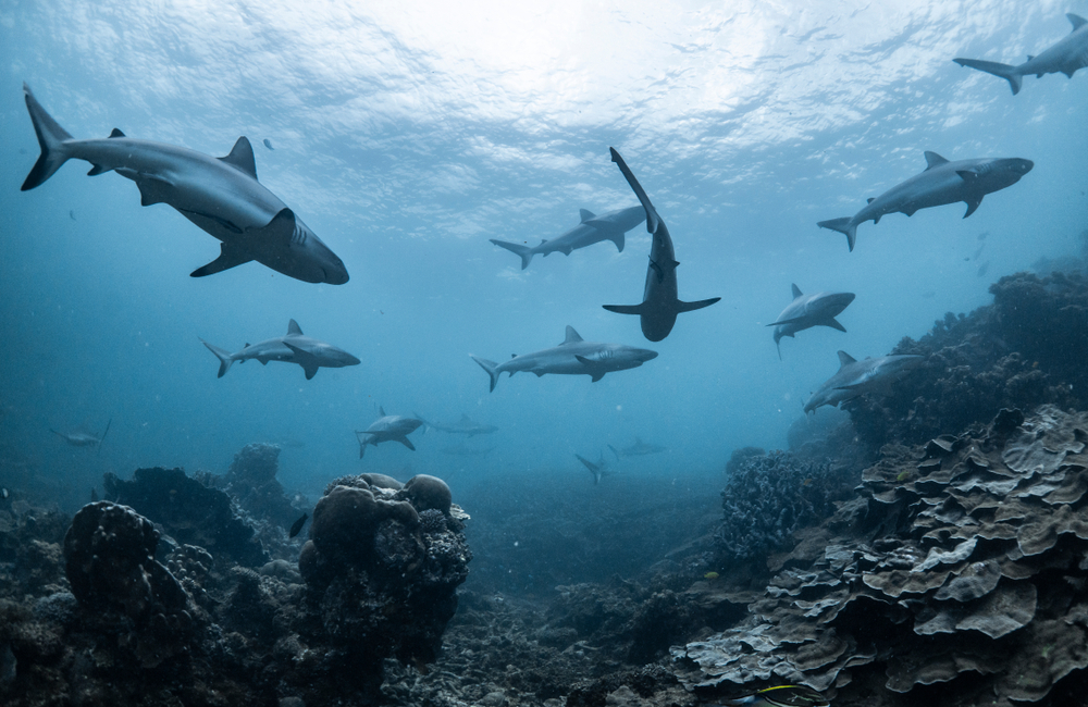 Sharks in the sea.