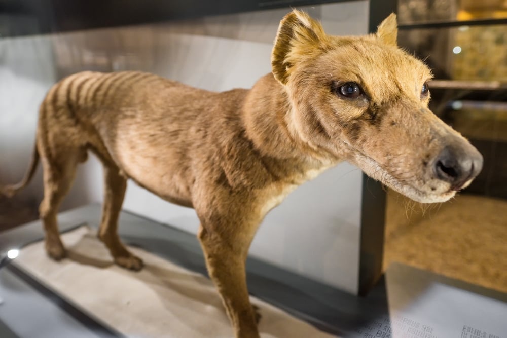 Tasmanian Tiger