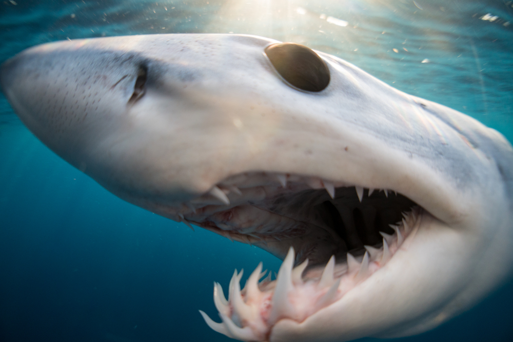 A shark swimming on the sea.