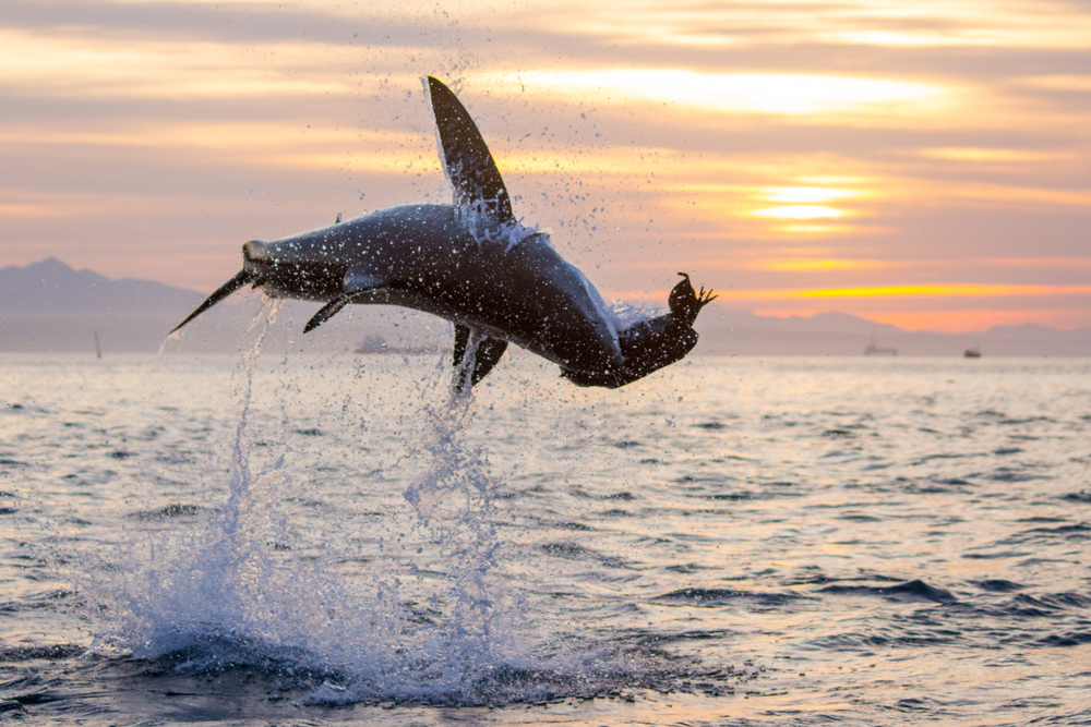 A great white shark.