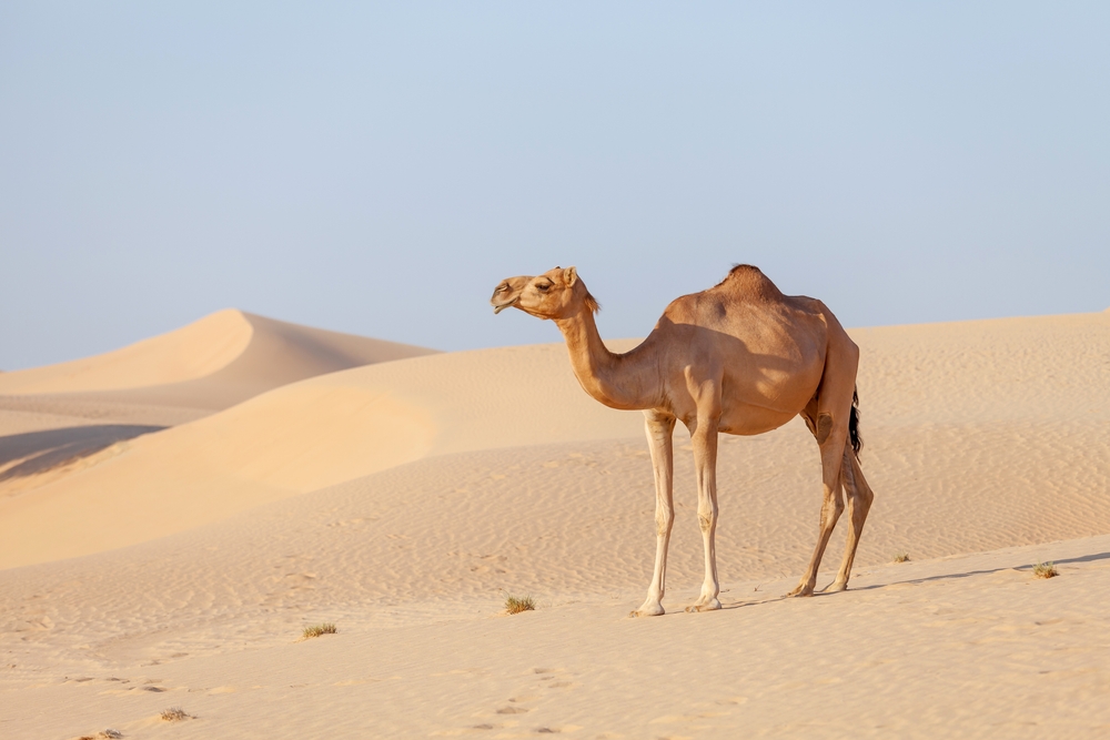 A camel in the desert. 